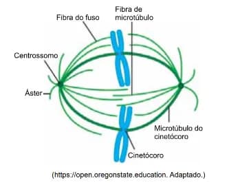 Figura da questão 49